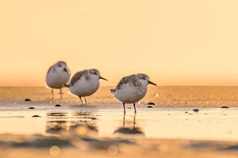 Three sanderlings (Calidris alba) standing on the beach of the island of Texel, in sunlight with