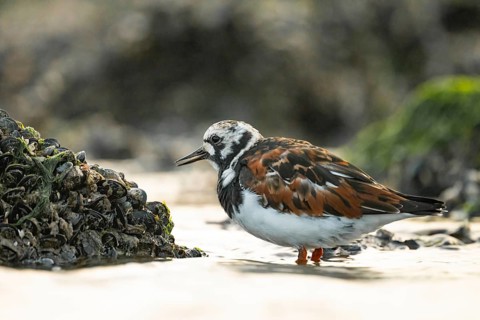 A turnstone turnstone (Arenaria interpres) on the shore, surrounded by shells and algae, in a