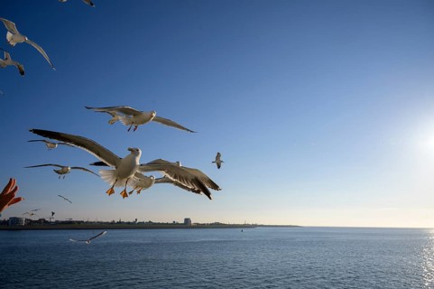 Seagulls fly over the sparkling sea under a sunny blue sky on the TESO ferry to Texel Island, Noord