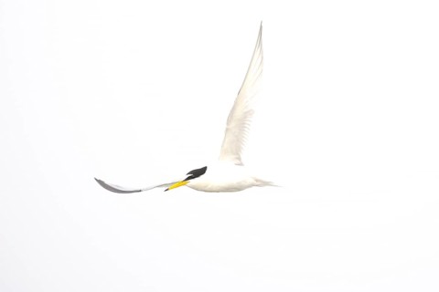 A Little Tern (Sternula albifrons) flying high in the sky, minimalist white background, Texel