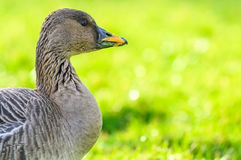 Close-up of a Tundrasaat goose (Anser serrirostris) with green background in nature, Heligoland,