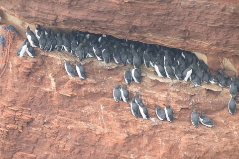 A large group of a densely packed bird colony of guillemots (Uria aalge) sits on a red sandstone