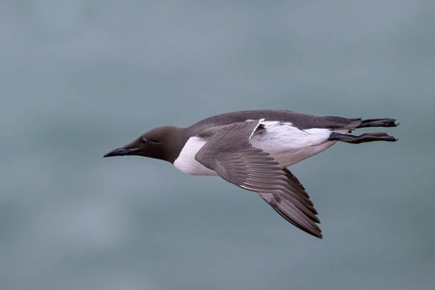 A flying red guillemot (Uria aalge) flies over the greenish sea we now have all two at the