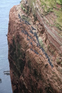 A large group of a densely packed bird colony of guillemots (Uria aalge) sits on a red sandstone