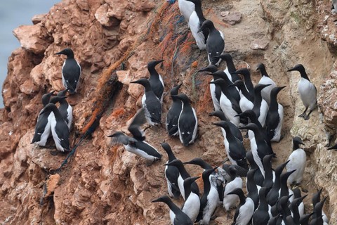 A small group of a densely packed group of guillemots (Uria aalge) sits on a red sandstone rock