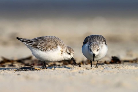 A group of two sandpipers (Calidris alba) on a sandy beach looking for food, Heligoland,