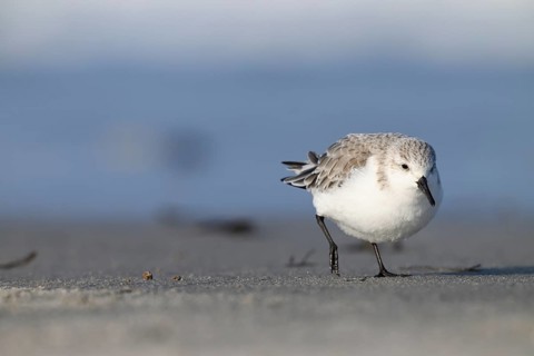 Sanderling (Calidris alba) on a sandy beach looking for food, Heligoland, Schleswig-Holstein,