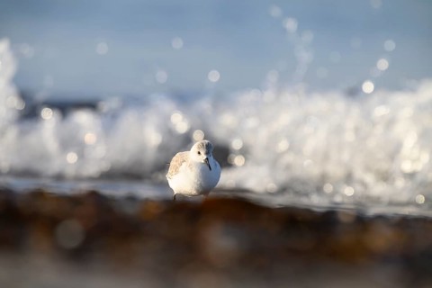 Sanderling (Calidris alba) stands on the beach near breaking waves, the sunlight glistens on the