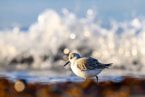Sanderling (Calidris alba) on a sandy beach looking for food among mussels, seaweed and other