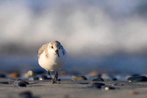 Sanderling (Calidris alba) on a sandy beach looking for food among shells, frontal view close-up,