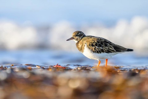 Turnstone (Arenaria interpres) with orange legs walking on the beach, background blurred waves,