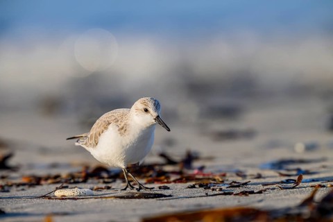 Close-up of a Sanderling (Calidris alba) on a sandy beach looking for food among mussels,