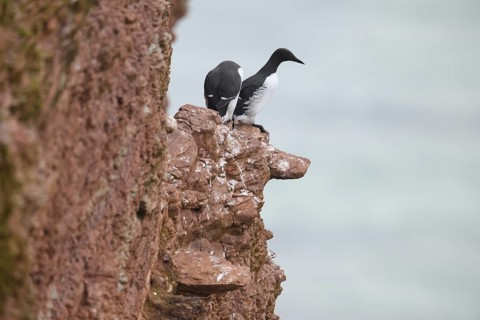 Two guillemots (Uria aalge) sitting on a red sandstone rock cliff one looking out to sea in a