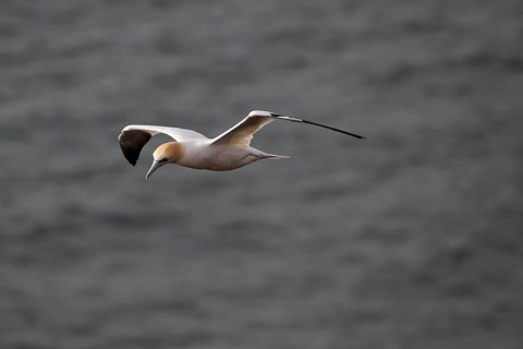A gannet (Sula bassana) flies over the dark sea, Heligoland, Schleswig-Holstein, Germany