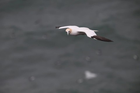 Heligoland, Schleswig-Holstein, Germany, A seagull flies over the sea, its wings extended wide, a