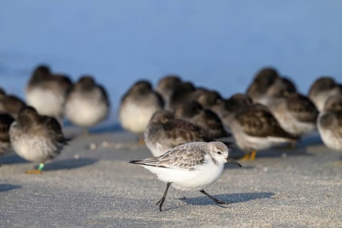 A sanderling (Calidris alba) walks along the beach of the dune in front of a group of sleeping