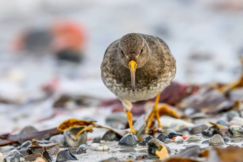 A sandpiper (Calidris maritima) in a close-up frontal view running towards the photographer,