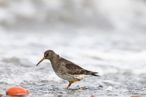 A common sandpiper (Calidris maritima) stands in shallow water surrounded by hectic wave foam,