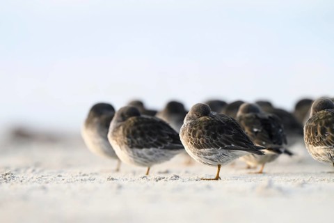 Sleeping sandpipers (Calidris maritima) on the beach of the dune, Heligoland, Schleswig-Holstein,