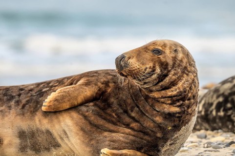 A grey seal (Halichoerus grypus) rests relaxed on the beach, with the background of the calm sea It