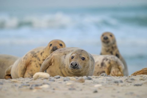 A small group of young grey seals (Halichoerus grypus) rests relaxed on the beach, with the
