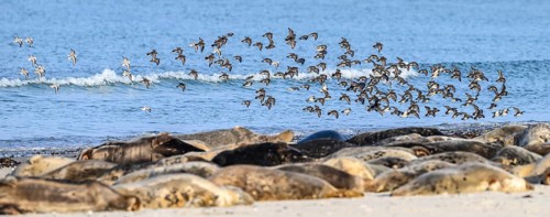 Birds flying over a group of grey seals (Halichoerus grypus) on the beach along the blue sea,