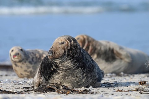 An old grey seal bull (Halichoerus grypus) rests relaxed on the beach, with the background of the
