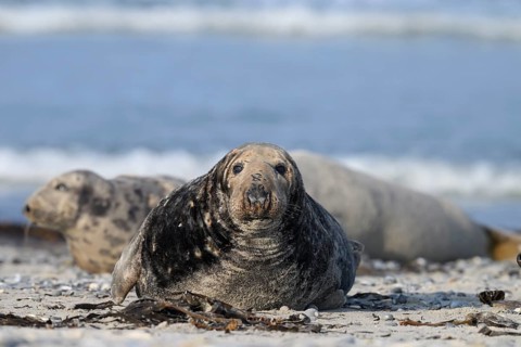 An old grey seal bull (Halichoerus grypus) rests relaxed on the beach, against the background of