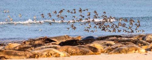 A large group of grey seals (Halichoerus grypus) rests relaxed on the beach, with the background of