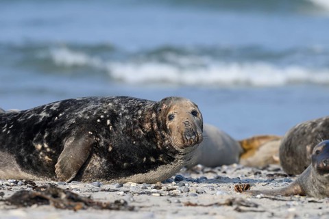 An old grey seal bull (Halichoerus grypus) rests relaxed on the beach, with the background of the