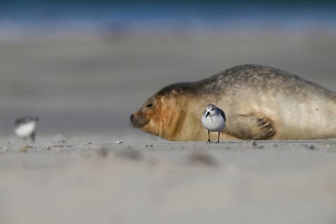 A grey seal (Halichoerus grypus) rests relaxed on the beach, with the background of the calm sea in
