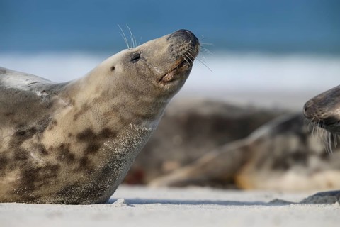 A grey seal (Halichoerus grypus) raises its head relaxed on the beach, with the background of the