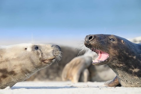 Two grey seals (Halichoerus grypus) resting relaxed on the beach, with the background of the calm
