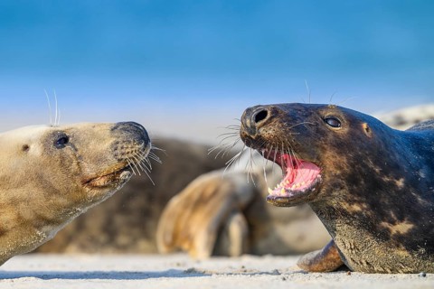 Two grey seals (Halichoerus grypus) are lying on the beach and interacting, the male seal has