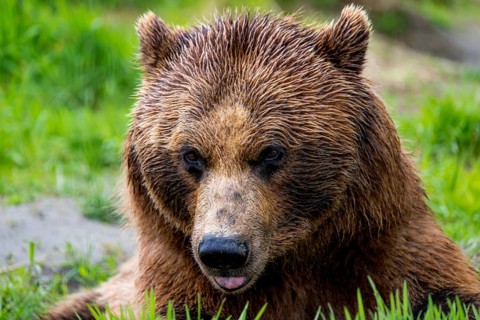 Brown bear (Ursus arctos) sticks out tongue, funny, animal portrait, Alaska, USA