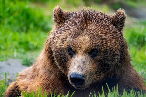 Brown bear (Ursus arctos), animal portrait, Alaska, USA