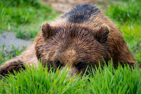 Brown bear (Ursus arctos) hiding in the grass, animal portrait, Alaska, USA
