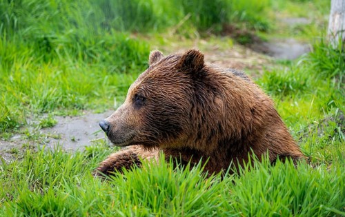 Brown bear (Ursus arctos), Alaska, USA