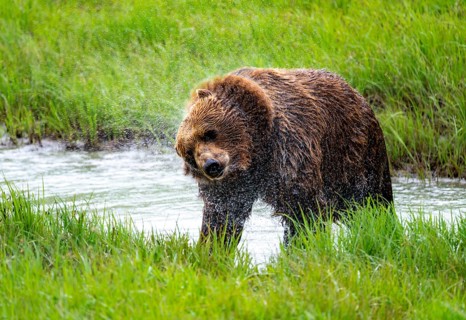 Brown bear (Ursus arctos) shaking water out of its fur after a bath in the river, spring, Alaska,
