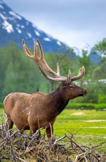 Wapiti (Cervus canadensis), Alaska, USA