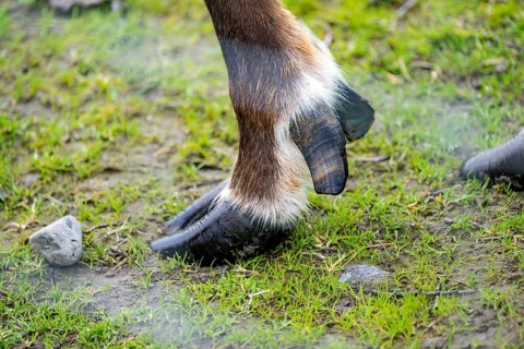 Hoof of a wapiti (Cervus canadensis), Alaska, USA