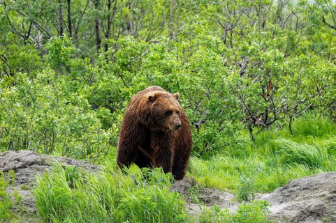 Brown bear (Ursus arctos) in the grass in spring, Alaska, USA