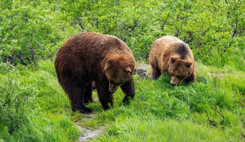 Two brown bears (Ursus arctos) in the grass in spring, Alaska, USA