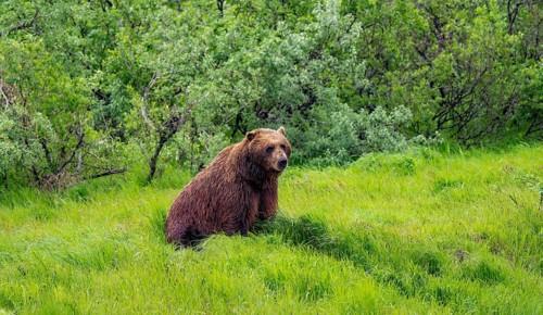 Brown bear (Ursus arctos) sitting in the grass in spring, Alaska, USA