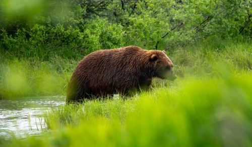 Brown bear (Ursus arctos) on a river in spring, Alaska, USA