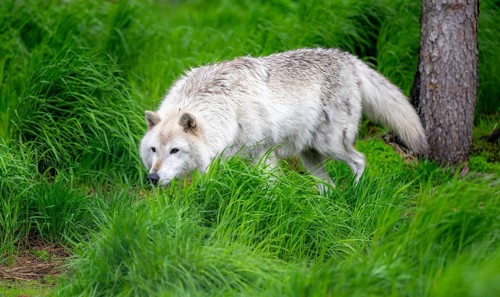 Arctic wolf (Canis lupus arctos), Alaska, USA