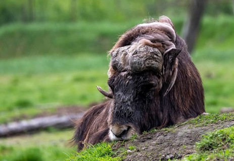 Musk ox (Ovibos moschatus), Alaska, USA