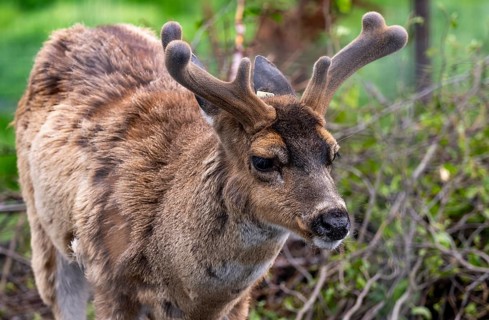 Sita deer (Odocoileus hemionus sitkensis), in spring, animal portrait, Alaska