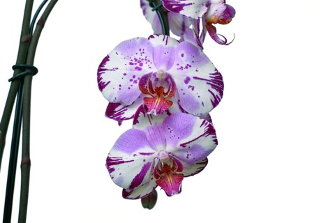 Close up of two colored purple and white flowers of 'Phalaenopsis Magic Art' orchid on white