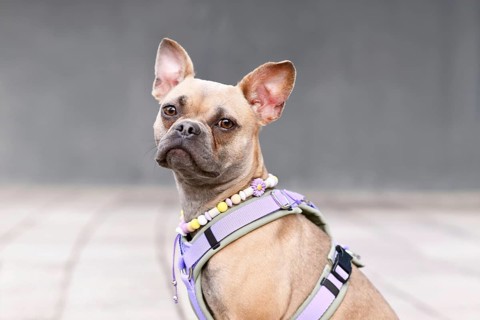 Portrait of blue fawn French Bulldog with long healthy nose wearing a dog harness and EM ceramics